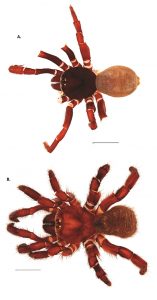 images of a male and female trapdoor spider
