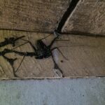 A tailless whip scorpion.