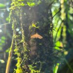 An orange moth protected by spines of a Bactris palm.