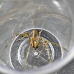 An ogre-faced spider.
